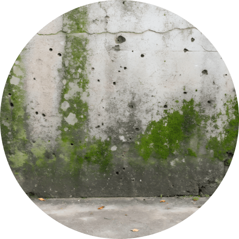 苔やカビが目立つ